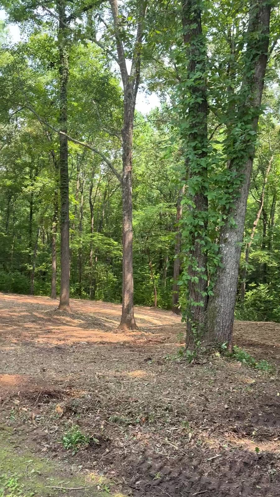 Wooded lot cleared of underbrush with mature trees left standing